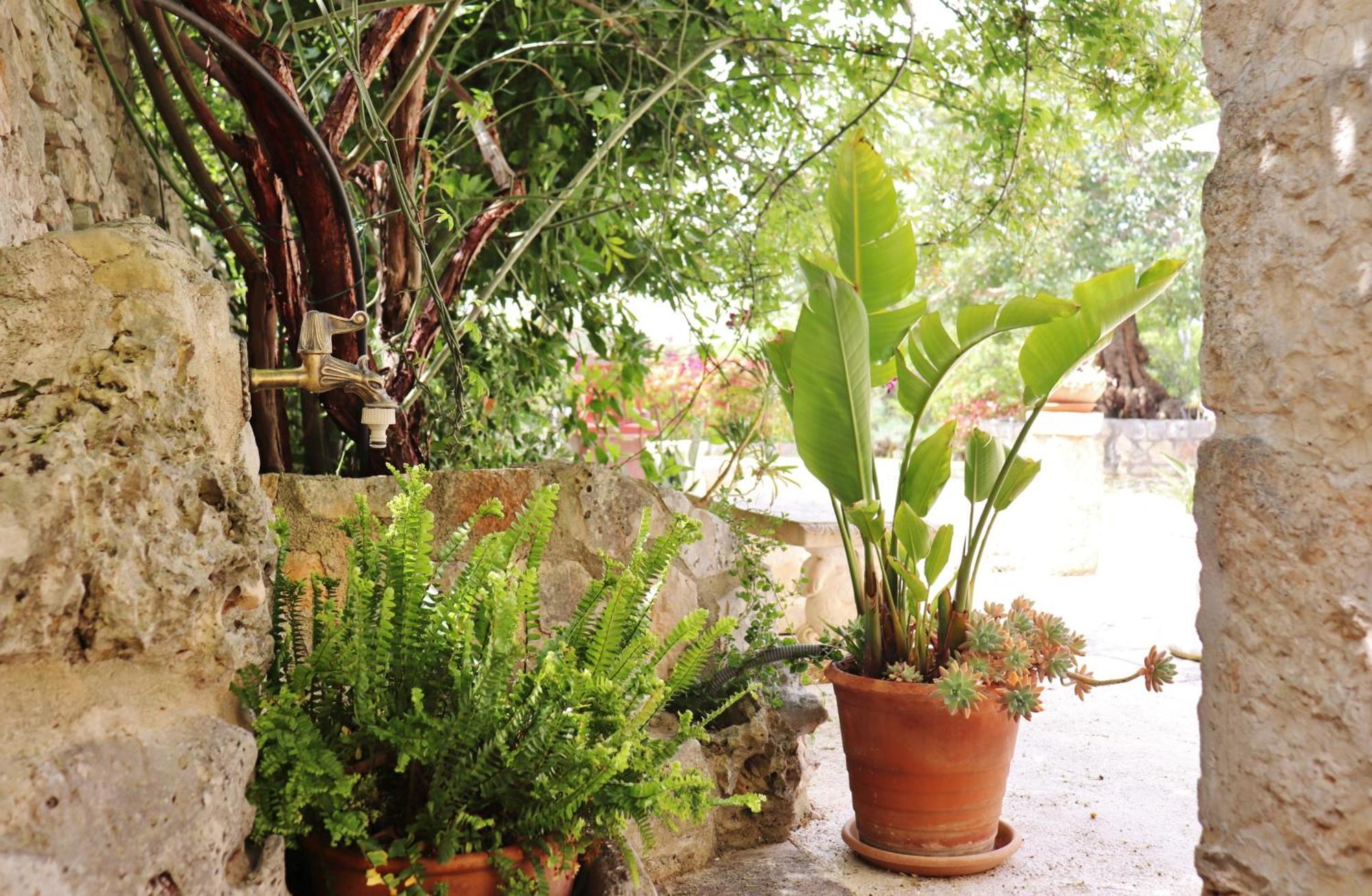 Trulli And Nature Antonelli الغرفة الصورة